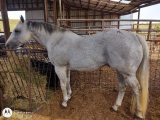 GONE TO BE BRIGHT – Weatherford Equine